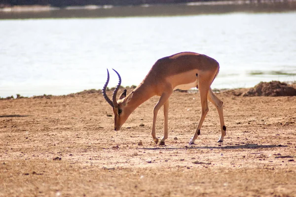 Eine Einzige Antilope Einem Safaripark Afrika — Stockfoto