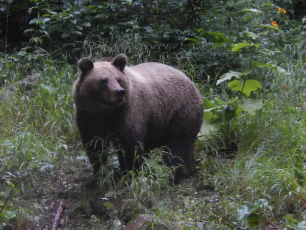 Чорний Ведмідь Зеленій Землі Травою Чагарниками — стокове фото