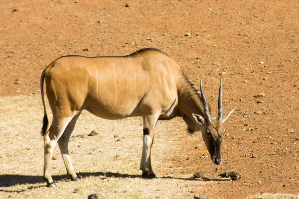 Single Wild Common Eland Antelope Game Reserve — Stock Photo, Image