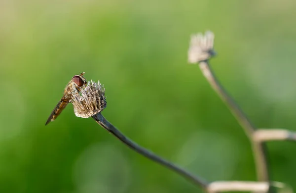 Hoverfly Que Descansa Flor Seca Fundo Borrado — Fotografia de Stock