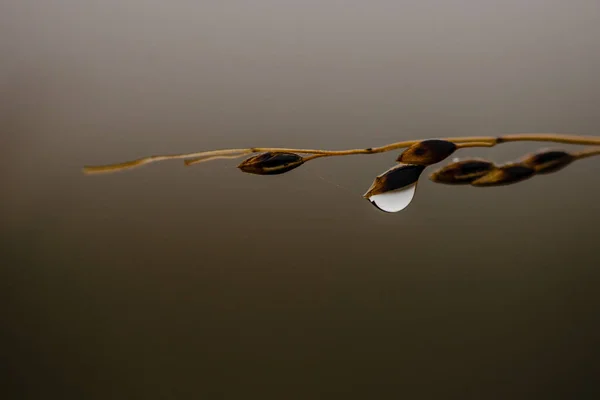 Enfoque Selectivo Una Gota Lluvia Colgando Una Rama —  Fotos de Stock