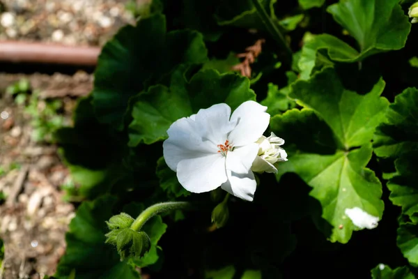 Sebuah Gambar Close Dari Bunga Putih Yang Indah Taman — Stok Foto