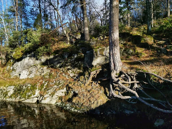 ノルウェーの秋に撮影された苔で覆われた崖によって森の中の背の高い木 — ストック写真