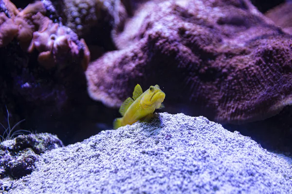 Ein Exotischer Fisch Bei Den Einem Aquarium Gefangenen Korallen — Stockfoto