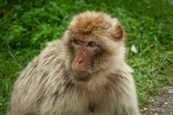 Κοντινό Πλάνο Του Ευρωπαϊκού Πίθηκου Barbary Macaque — Φωτογραφία Αρχείου