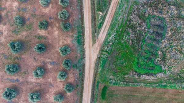 Aerial Shot Branched Dirt Road Atan Agricultural Landscape Orchard — Stock Photo, Image