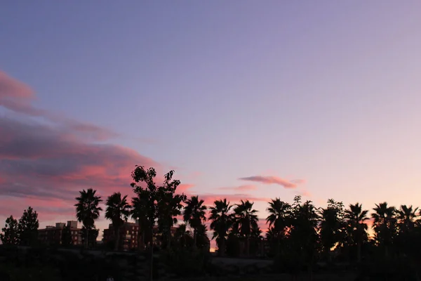 Eine Silhouette Von Palmen Vor Rosa Und Lila Schattierten Sonnenuntergang — Stockfoto