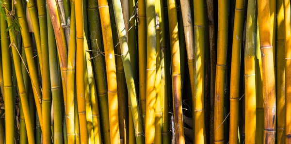 Primo Piano Bambù Verde Perfetto Sfondo — Foto Stock
