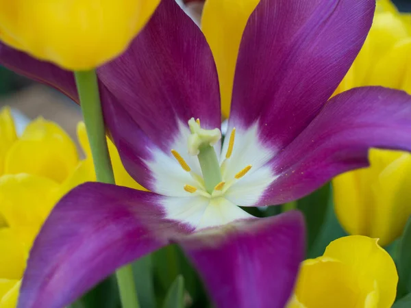 Angle Élevé Jaune Violet Fleurs Dans Bouquet — Photo