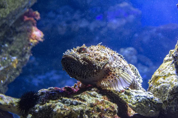 Gros Plan Poisson Exotique Camouflé Par Les Coraux — Photo