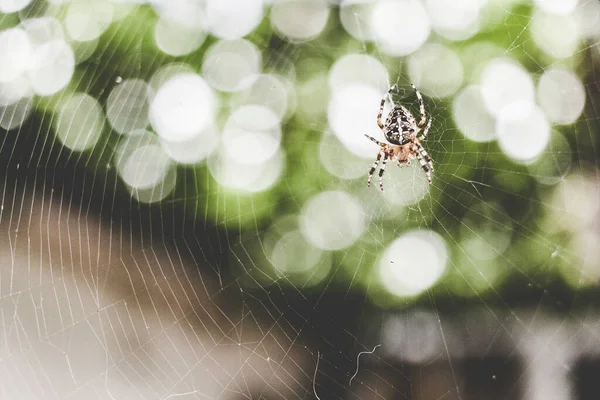 一只欧洲花园蜘蛛在阳光下在网上的特写镜头 背景模糊不清 — 图库照片