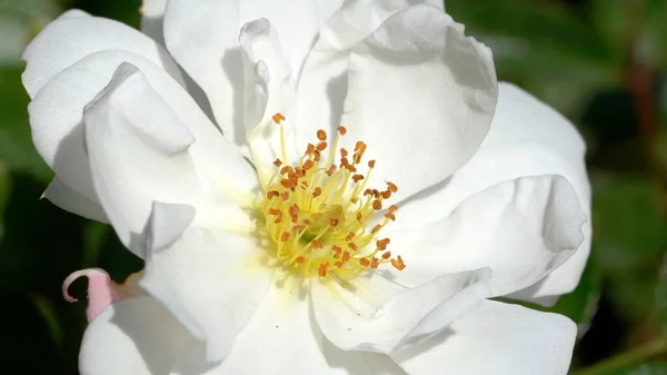 Closeup Shot White Rose Blossom — Stock Photo, Image