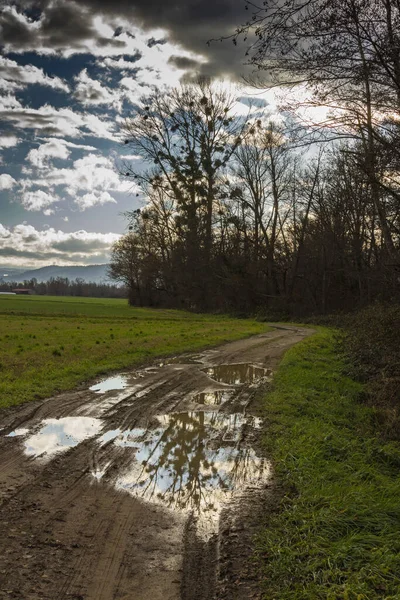 Nízký Úhel Pohledu Listí Větve Stromu Odrazu Louže — Stock fotografie