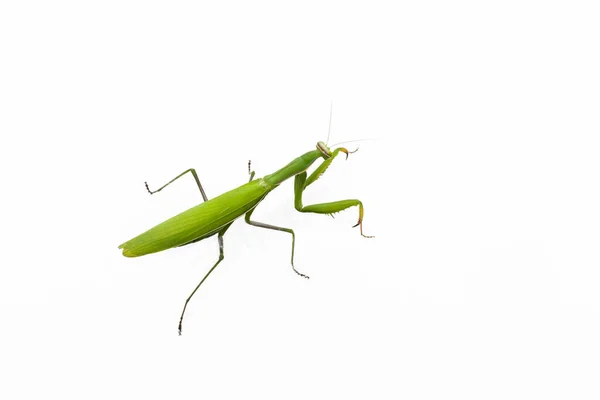 Närbild Bild Bedjande Grön Mantis Isolerad Vit Bakgrund — Stockfoto