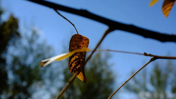 Eine Nahaufnahme Von Gelben Trocknenden Blättern Auf Zweigen Unter Dem — Stockfoto