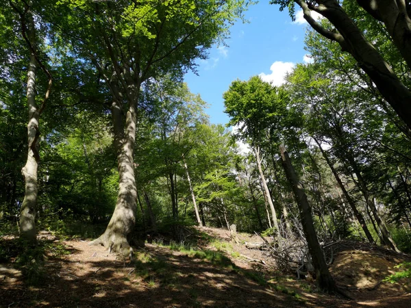 Gündüz Vakti Ormanda Büyüyen Ağaçların Yakın Plan Çekimi — Stok fotoğraf