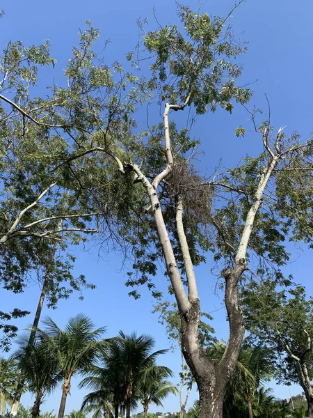 Вертикальний Знімок Дерев Під Сонячним Світлом Блакитне Небо Вдень — стокове фото