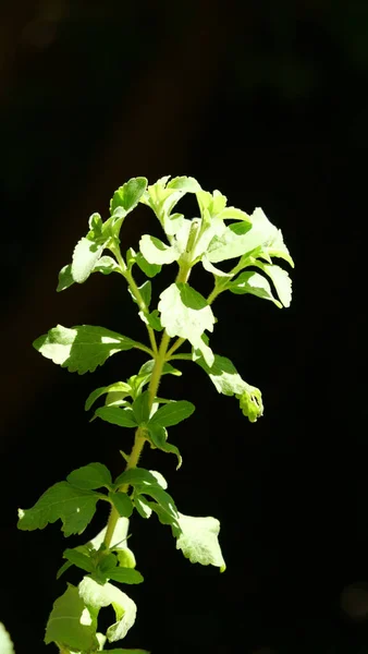 黒い背景に隔離された緑の植物の垂直ショット — ストック写真