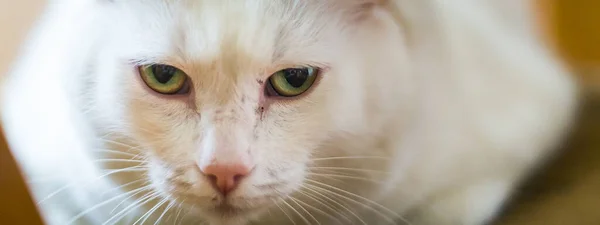 Una Foto Panorámica Gato Blanco Con Ojos Verdes Tumbados Suelo — Foto de Stock