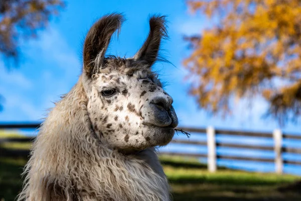Retrato Close Bonito Llama Alpaca Uma Fazenda — Fotografia de Stock