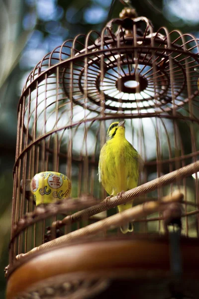Μια Κάθετη Χαμηλή Γωνία Βολής Ενός Κίτρινου Παπαγάλου Ένα Κλουβί — Φωτογραφία Αρχείου