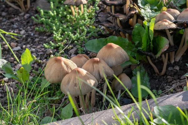 Closeup Psilocybin Mushrooms — Stock Photo, Image