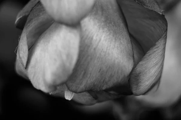 Ένα Γκρι Πλάνο Ενός Λουλουδιού Από Κάκτο — Φωτογραφία Αρχείου