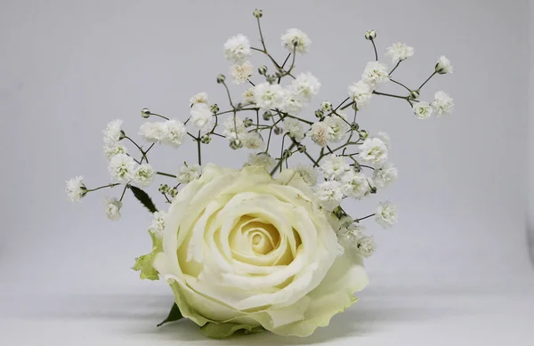 Closeup White Rose Covered Small Flowers Isolated White Background — Stock Photo, Image