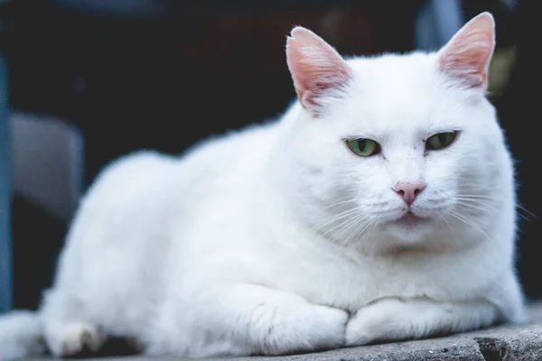 Tiro Close Gato Branco Bonito Sentado Uma Pedra — Fotografia de Stock