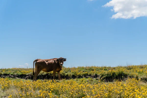 Ein Brauner Stier Weidet Einem Sonnigen Tag Auf Der Weide — Stockfoto