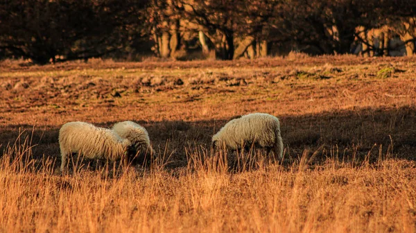 Желтое Поле Тремя Овцами Пасущимися Закате — стоковое фото