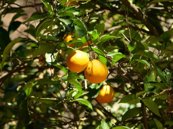 Купка Лимонів Ростуть Дереві — стокове фото