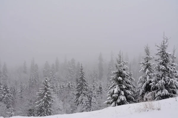 冬天的茂密森林的美丽照片 — 图库照片
