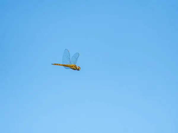 Arka Planda Açık Mavi Gökyüzü Olan Bir Yusufçuğun Alçak Açılı — Stok fotoğraf