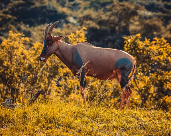 Foco Seletivo Close Antílope Campo Grama — Fotografia de Stock