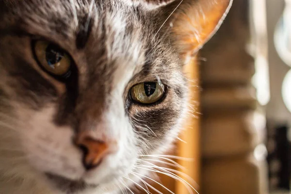 Портрет Сірої Смугастої Кішки Під Вогнями Розмитим Тлом — стокове фото
