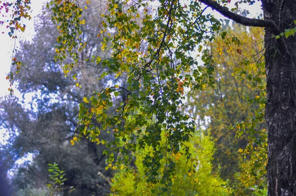 阳光明媚的日子里 一缕绿叶的树枝 — 图库照片