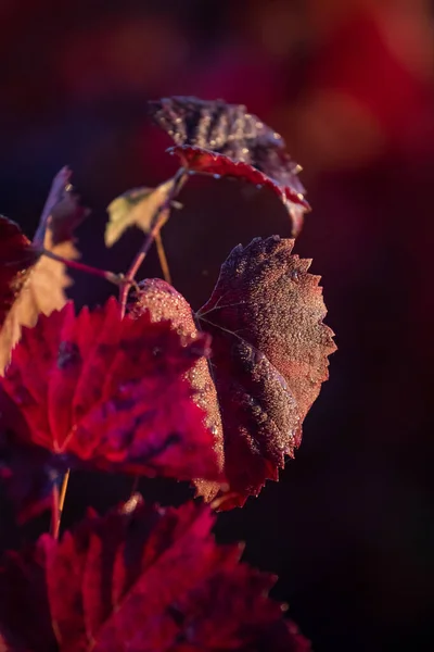 Vertical Shot Dark Red Leaves Vineyard Peak Autumn — Stock Photo, Image