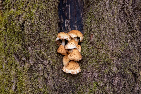 Primo Piano Funghi Marroni Che Crescono Tronco Albero — Foto Stock