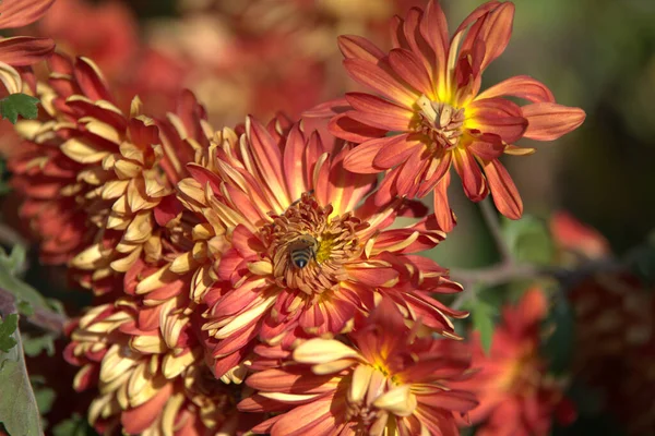 Chrysanthemum Indicum Orange Garden Bee — Stock Photo, Image
