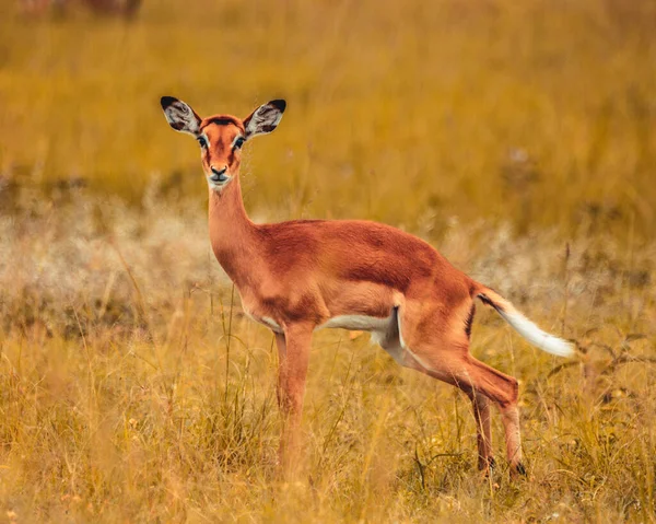 Gros Plan Sélectif Une Antilope Broutant Sur Champ Herbe — Photo