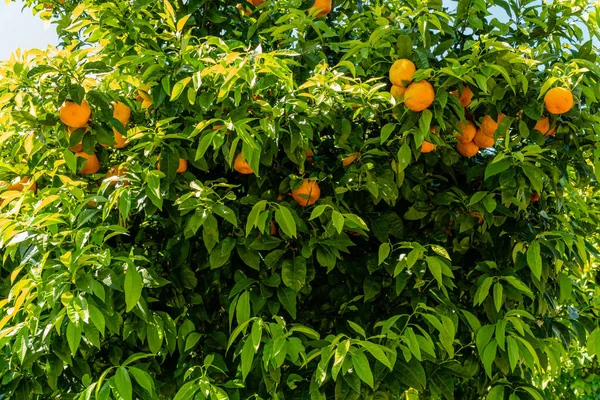 Tiro Close Tangerinas Planta — Fotografia de Stock