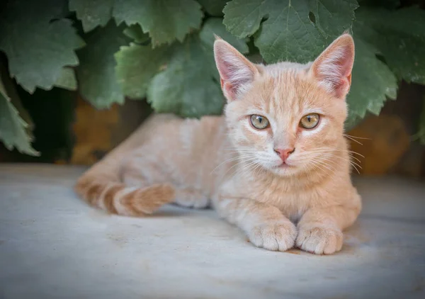 Szelektív Fókusz Felvétel Egy Aranyos Vörös Macska Feküdt Egy Sziklán — Stock Fotó