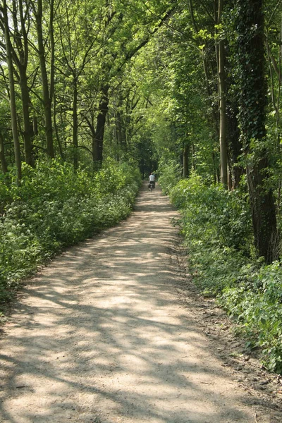 Plano Vertical Camino Bosque Verde — Foto de Stock