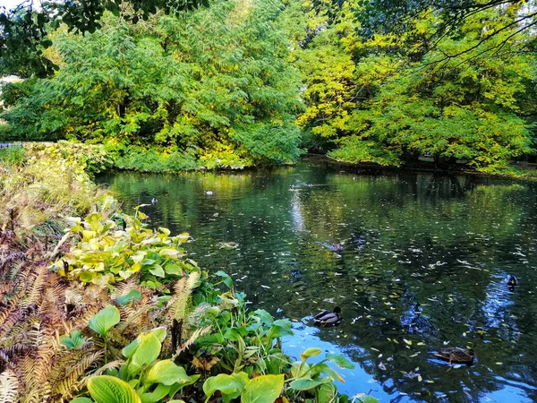 Underbar Bild Från Hösten Park Oliwski Gdansk Polen — Stockfoto