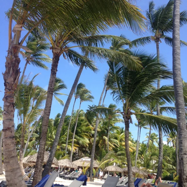Een Windblazende Palmboom Een Tropisch Strand Met Ligstoelen Stroparasols — Stockfoto