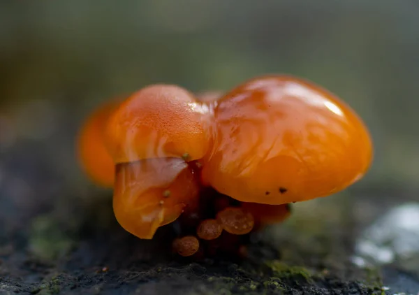 一个小的糊状蘑菇的特写 — 图库照片