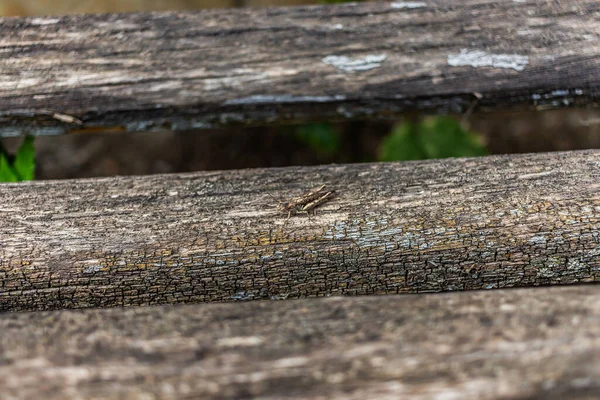 의자에 메뚜기의 — 스톡 사진