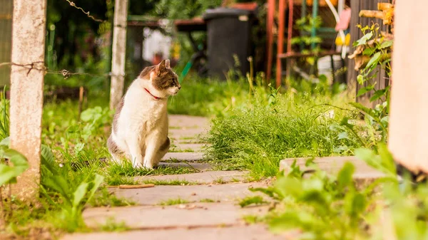 Una Hermosa Toma Gato Sentado Aire Libre —  Fotos de Stock