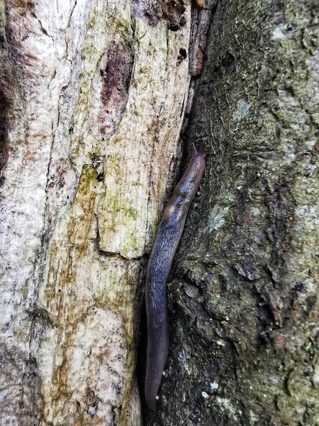 Gros Plan Vertical Escargot Sur Tronc Arbre Dans Une Forêt — Photo